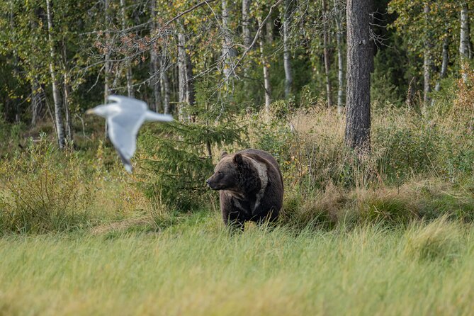 Bear and Arctic Animals 2 Day Trip from Rovaniemi - Day 2 in the morning: breakfast and hot drinks before Ranua