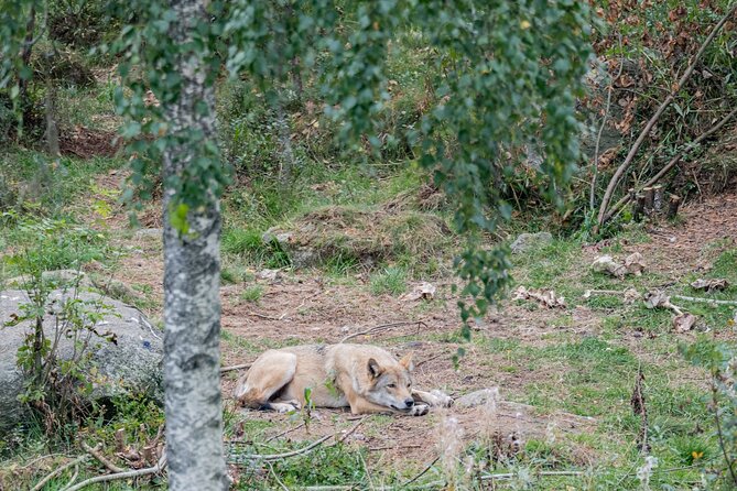 Bear and Arctic Animals 2 Day Trip from Rovaniemi - Ranua Wildlife Park: more arctic wildlife viewing in daylight