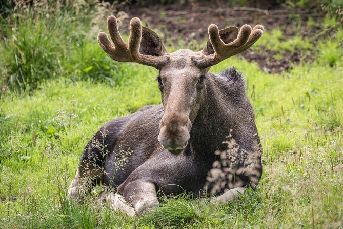 Bear and Arctic Animals 2 Day Trip from Rovaniemi - Price and value: what you get for $939.94 per person