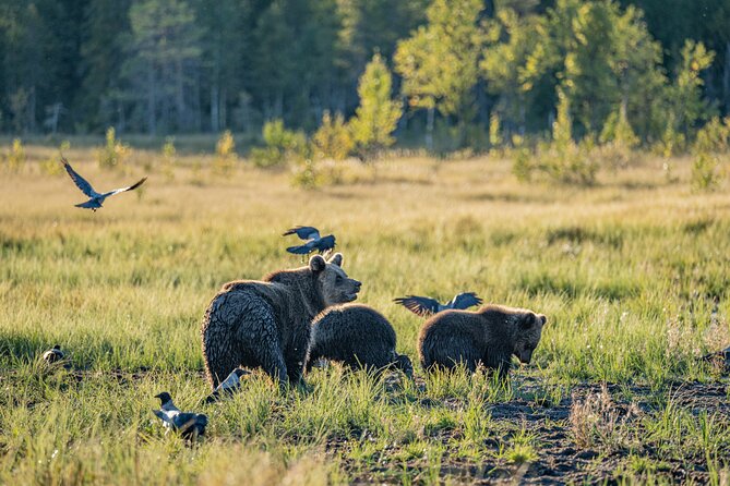 Bear and Arctic Animals 2 Day Trip from Rovaniemi - Getting picked up in Rovaniemi and starting with the reindeer farm