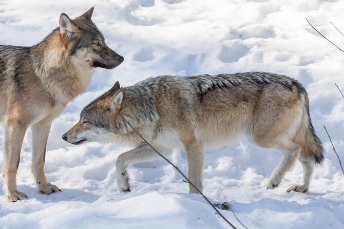 Bus to Ranua Zoo from Rovaniemi - Comfort and practical tips: your best prep for a smooth day