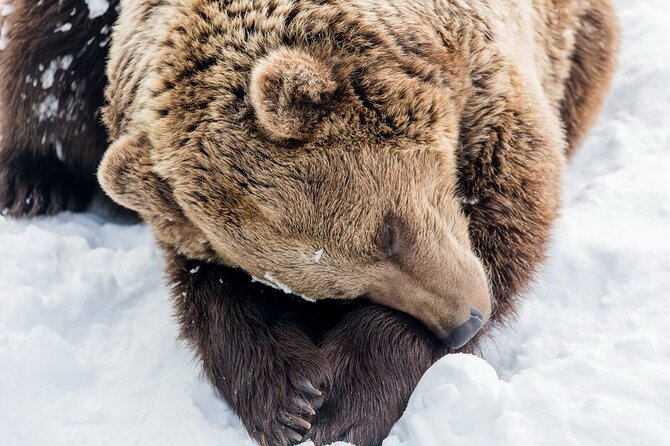 Bus to Ranua Zoo from Rovaniemi - Price and what you’re really paying for
