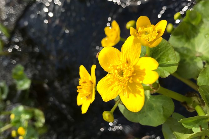 Canoe Trip in Lapland - Photography and Practical Pacing on Lapland Water