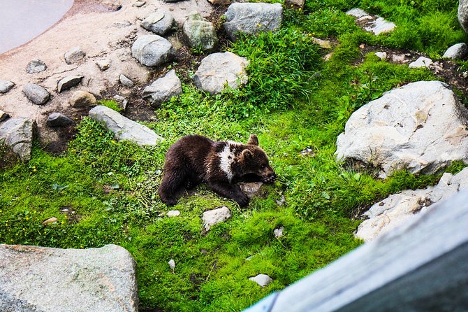 Day Trip to Ranua Arctic Wildlife Park from Rovaniemi - Price and value: what $157.74 covers (and what it doesn’t)