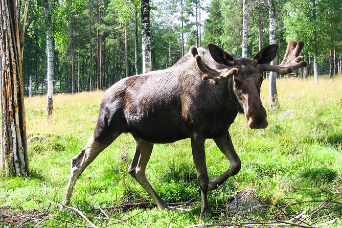 Day Trip to Ranua Arctic Wildlife Park from Rovaniemi - Inside Ranua Zoo: exploring at your pace among bears, wolves, and birds
