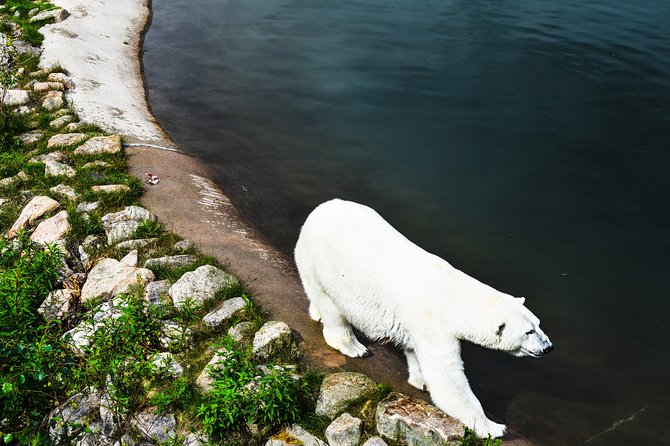Day Trip to Ranua Arctic Wildlife Park from Rovaniemi - Tips to get better photos and better animal viewing