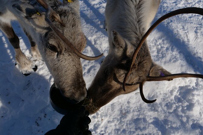 Discover Inari: Reindeer Farm, Siida Museum & Open Fire Lunch - Key Takeaways Before You Book