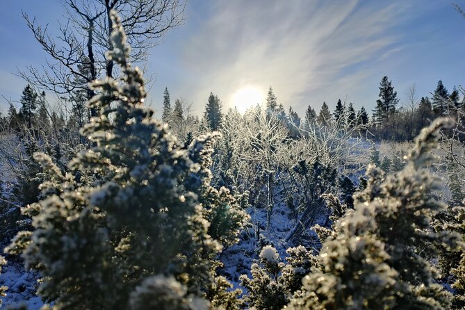Discover Inari: Reindeer Farm, Siida Museum & Open Fire Lunch - A Sami-focused Inari day that balances museum time and reindeer life
