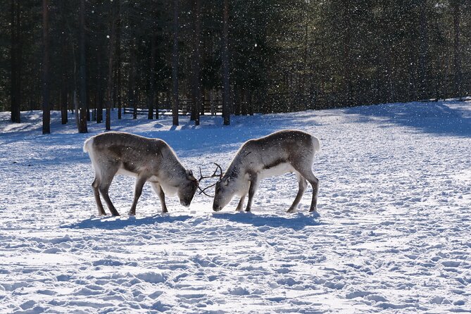 Discover Inari: Reindeer Farm, Siida Museum & Open Fire Lunch - Fireside Lunch: local specialties cooked outdoors by the bonfire
