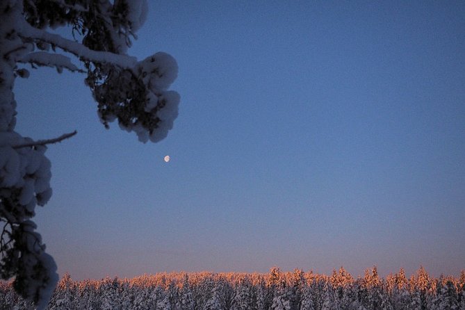 Explore Winter Woods: Snowshoe walk with local Biologist - Inari’s winter woods, guided like it’s home