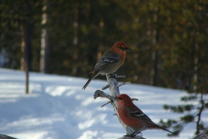 Explore Winter Woods: Snowshoe walk with local Biologist - Learning to read tracks, plants, and winter bird signs