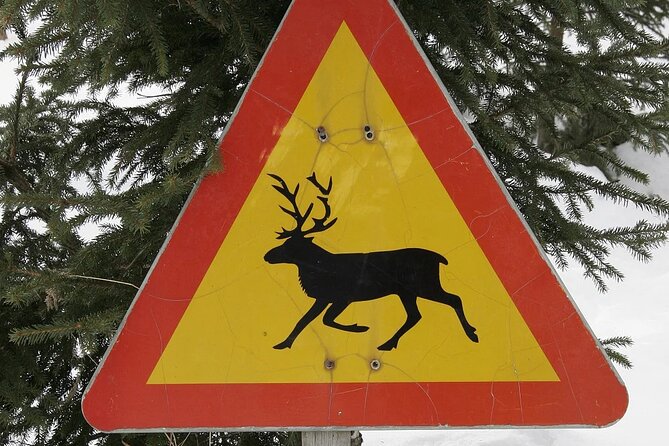 Forest Trail Reindeer Safari - Forest Sled Safari in Rovaniemi: The Vibe and the Reality of Lapland