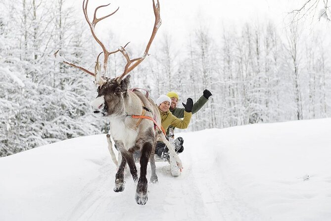 Forest Trail Reindeer Safari - Feeding the Reindeer: The Part That Feels Most Personal