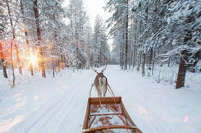 Forest Trail Reindeer Safari - Price and Value: Is $225.18 Worth It?