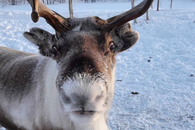 From Ivalo: Ice Fishing Safari to Lake Inari, reindeers & lunch - Ice fishing through the hole: gear, patience, and winter confidence