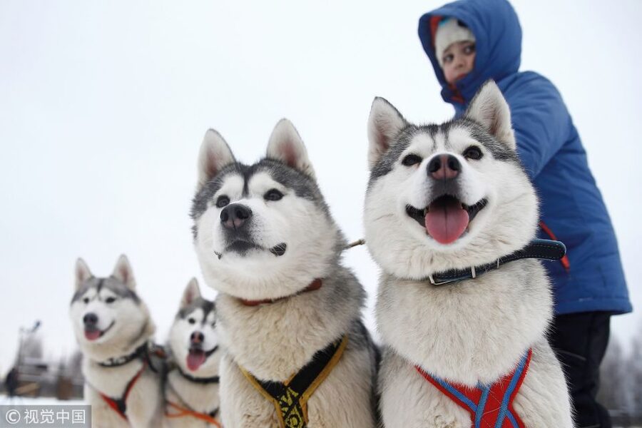 From Rovaniemi: 5km passenger Husky Sleigh Ride - Key highlights you’ll actually care about
