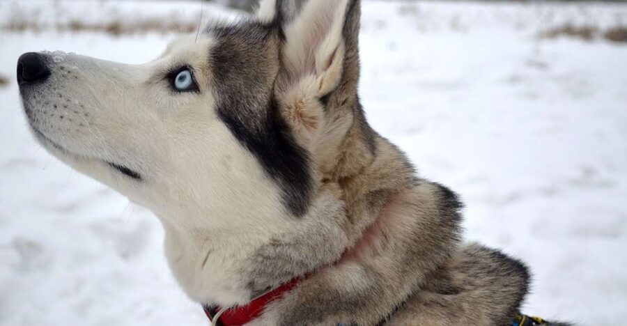 From Rovaniemi: 5km passenger Husky Sleigh Ride - Husky kennel visit: meet the dogs before they work