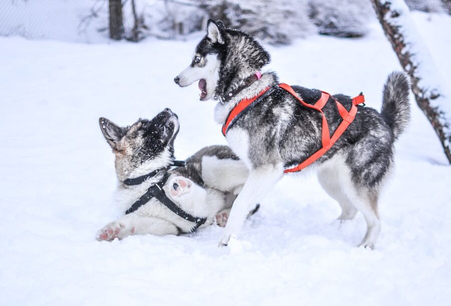 From Rovaniemi: 5km passenger Husky Sleigh Ride - Guides and language support: ask questions without guessing