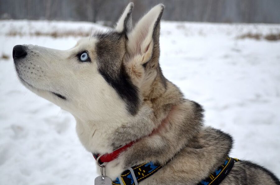 From Rovaniemi: 5km passenger Husky Sleigh Ride - Value for about $200: what you’re paying for (and what you’re not)