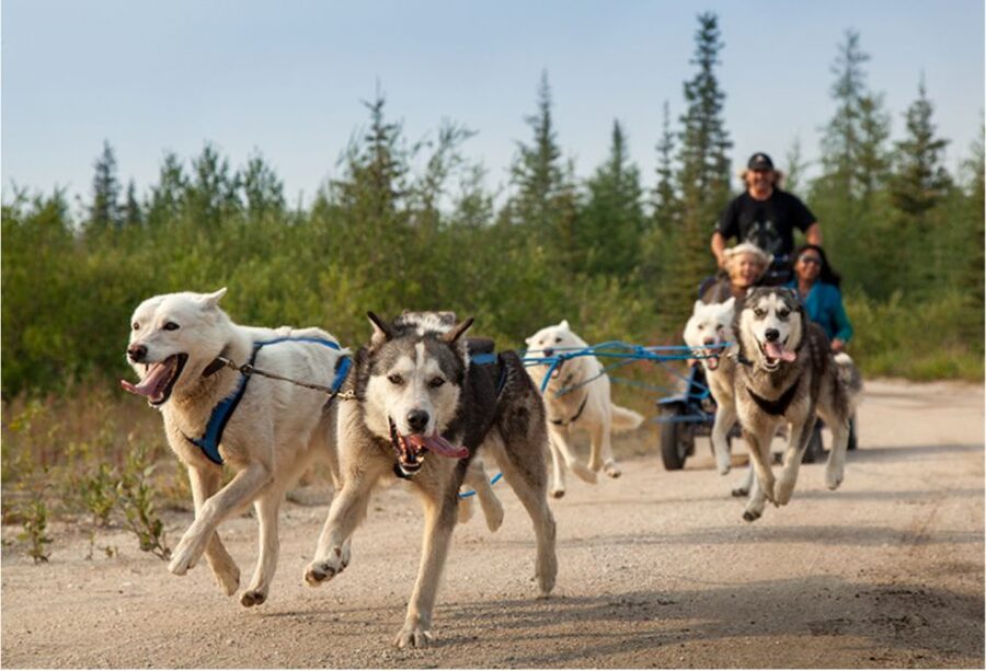 From Rovaniemi: Autumn Husky Safari Adventure - Why This Safari Feels Like Lapland (Not a Theme Park)