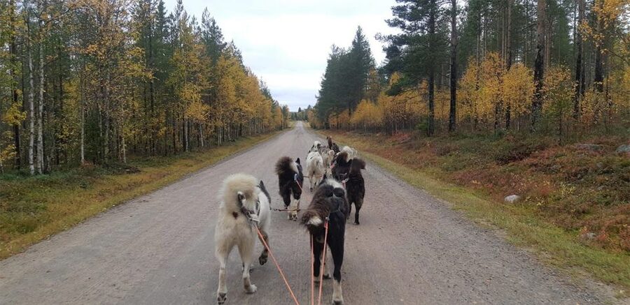 From Rovaniemi: Autumn Husky Safari Adventure - Autumn Husky Safari Adventure: What Makes It Worth It