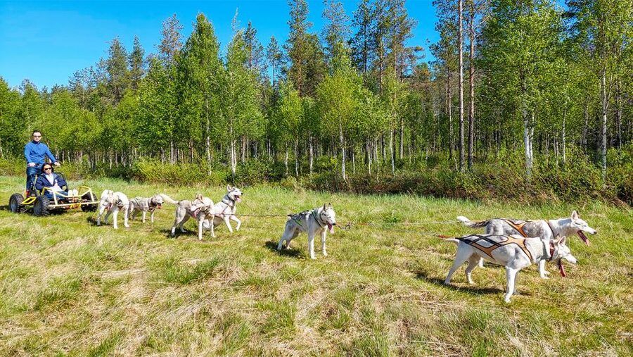 From Rovaniemi: Autumn Husky Safari Adventure - On the Husky Carriage: Fall Forest Trails and a Frozen-Lake Moment
