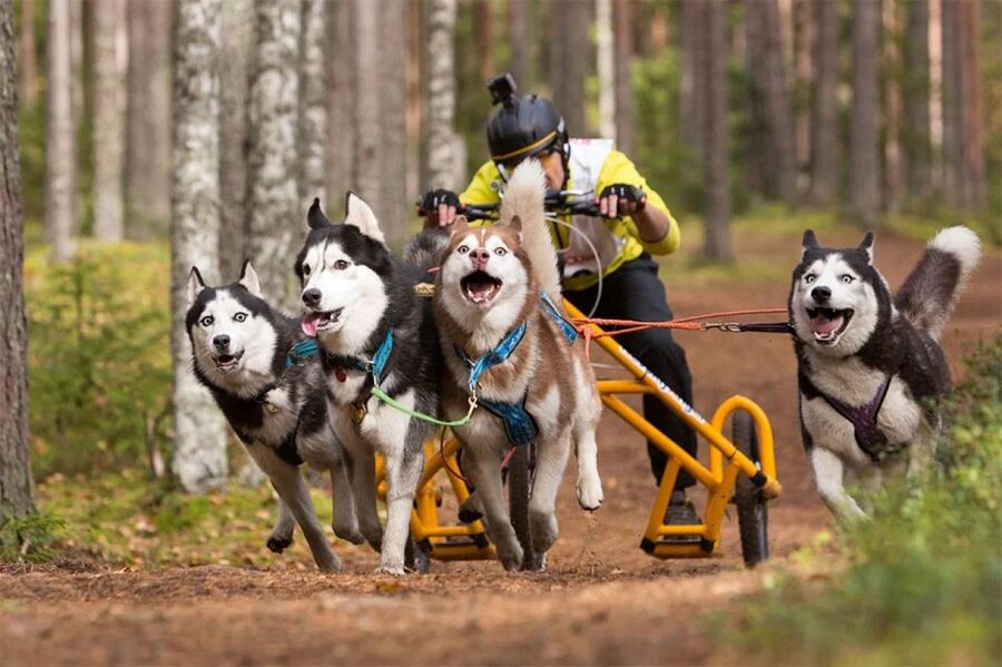 From Rovaniemi: Autumn Husky Safari Adventure - Food and Warm Drinks: Small Comforts That Make Cold Weather Work