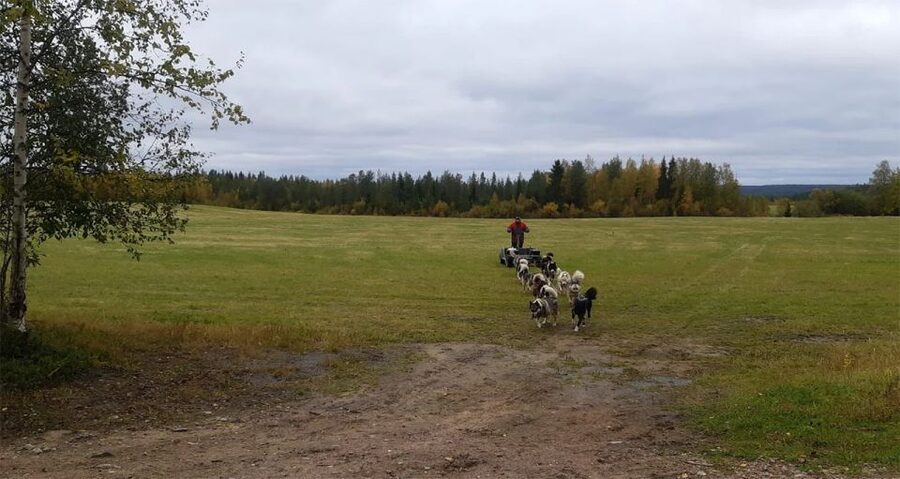 From Rovaniemi: Autumn Husky Safari Adventure - Price Check: Is $237 Good Value for a 3-Hour Experience?