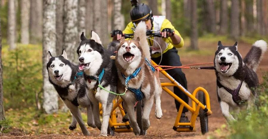 From Rovaniemi: Autumn Husky Safari Adventure - Who This Safari Suits Best (and Who Might Want to Skip It)