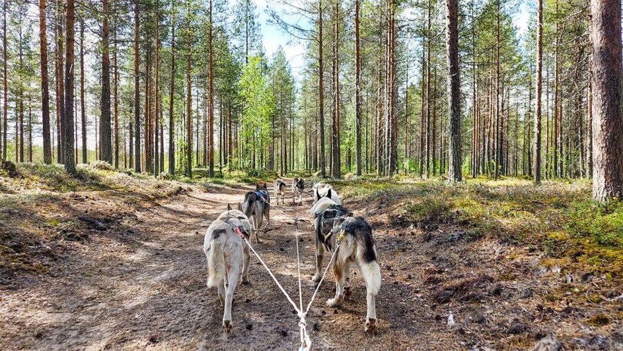 From Rovaniemi: Autumn Husky Safari Adventure - Weather Rules in Lapland: Warm Days Can Change the Plan