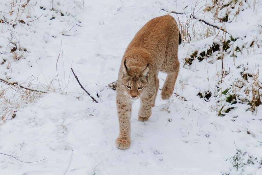 From Rovaniemi: Family Friendly Visit to Ranua Wildlife Park - Rovaniemi to Ranua: a 4.5-hour day plan that actually fits