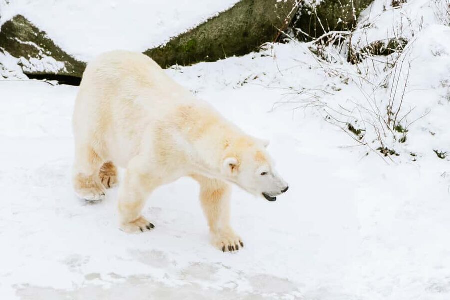 From Rovaniemi: Family Friendly Visit to Ranua Wildlife Park - Inside Ranua Wildlife Park: how the guided walk works