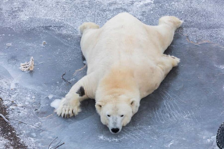 From Rovaniemi: Family Friendly Visit to Ranua Wildlife Park - Price and value: what $147 per person buys you