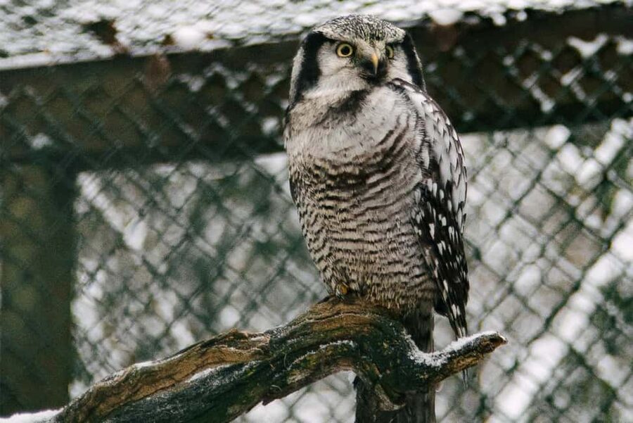 From Rovaniemi: Family Friendly Visit to Ranua Wildlife Park - Who should book this Ranua trip from Rovaniemi?