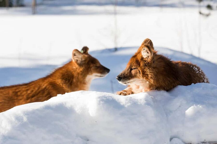From Rovaniemi: Family Friendly Visit to Ranua Wildlife Park - Should you book Ranua Wildlife Park with pickup from Rovaniemi?