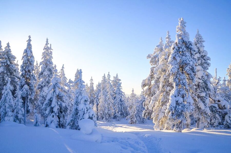 From Rovaniemi: Guided Lapland Snowmobile Adventure - Entering the Driver’s Seat: Safety and Driving Rules That Count