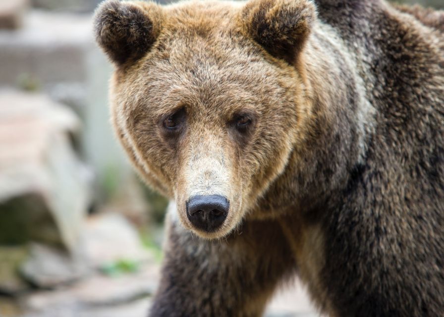 From Rovaniemi: Ranua Arctic Zoo with Entry Ticket - Your 2.5 Hours Inside: How to Make the Most of Free Time