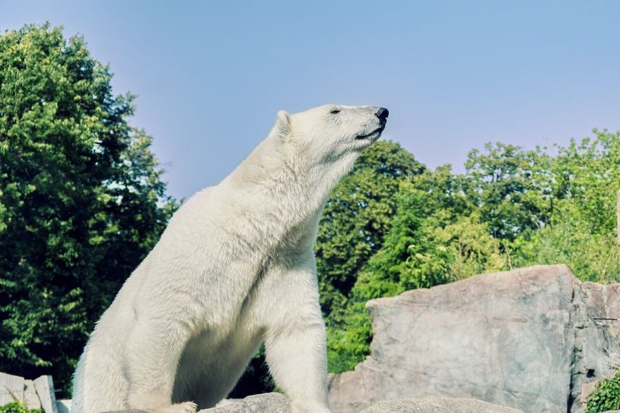 From Rovaniemi: Ranua Arctic Zoo with Entry Ticket - Who This Trip Is Best For (and Who Should Skip It)