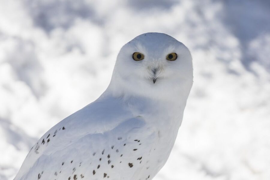 From Rovaniemi: Ranua Wildlife Park Experience - Key things to know before you go