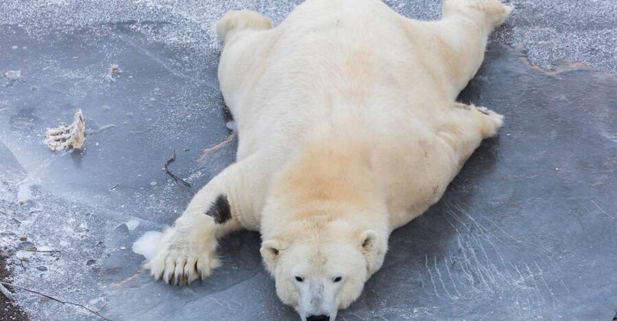 From Rovaniemi: Ranua Wildlife Park Experience - Meet the Arctic stars: lynx, brown bears, wolves, and the rest of the cast