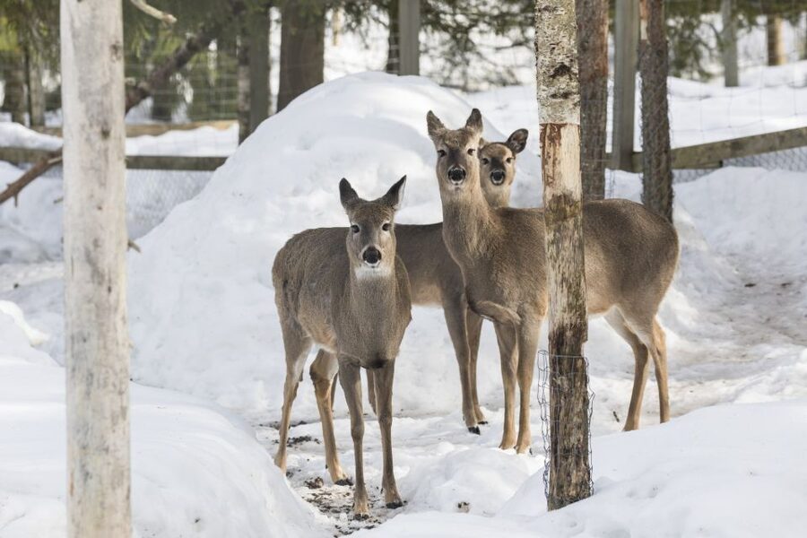 From Rovaniemi: Ranua Wildlife Park Experience - Lunch at Ranua Zoo: hearty buffet, but choose your expectations