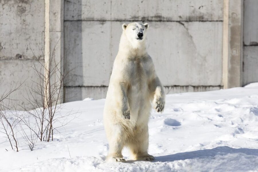 From Rovaniemi: Ranua Wildlife Park Experience - Shopping time: Fazer sweets, wine, and small-boutique browsing