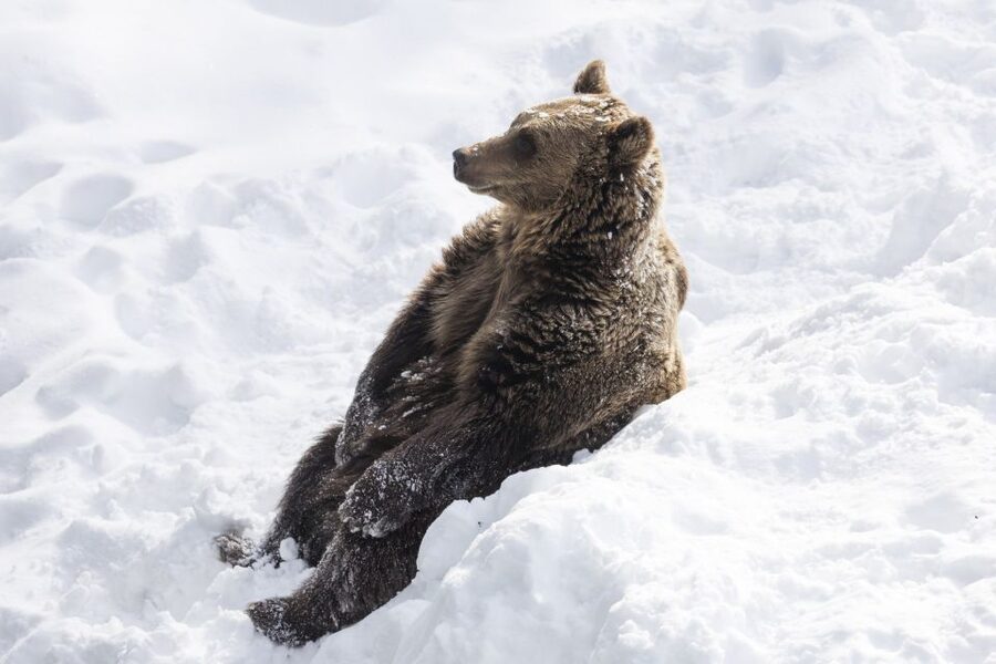 From Rovaniemi: Ranua Wildlife Park Experience - Quick practical tips to make the day smoother