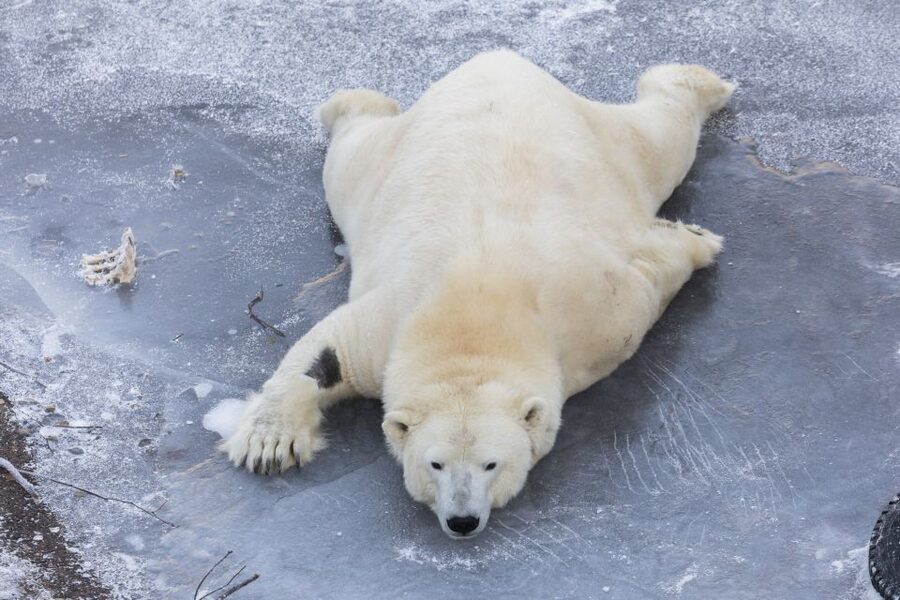 From Rovaniemi: Ranua Wildlife Park Experience - Should you book this Ranua Wildlife Park tour from Rovaniemi?