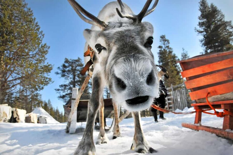 From Rovaniemi: Reindeer Farm Visit with Sleigh Ride - Key things I’d prioritize