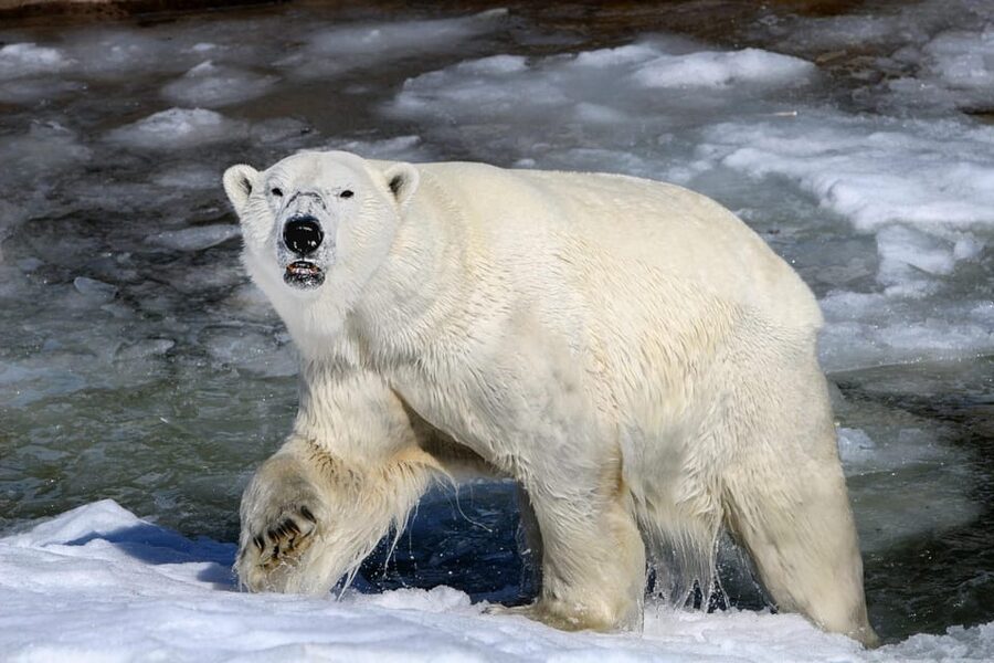 From Rovaniemi: Tour to Ranua Wildlife Park - Quick highlights from Rovaniemi to Ranua