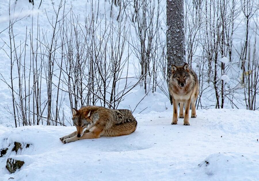 From Rovaniemi: Tour to Ranua Wildlife Park - Minibus pickup that keeps your day on track