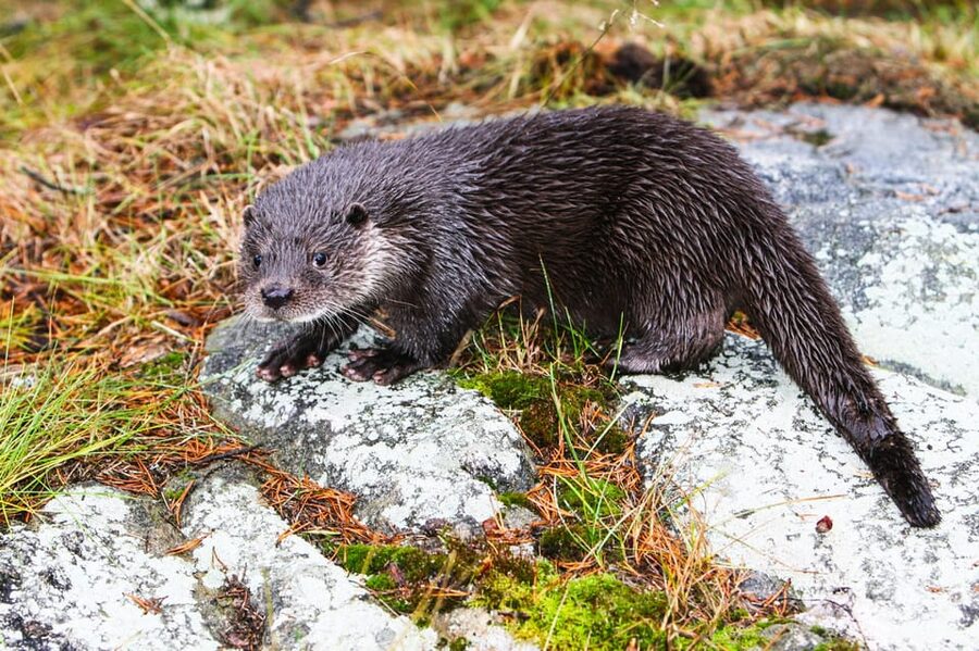 From Rovaniemi: Tour to Ranua Wildlife Park - Price and value: is $106 a good deal in Lapland?