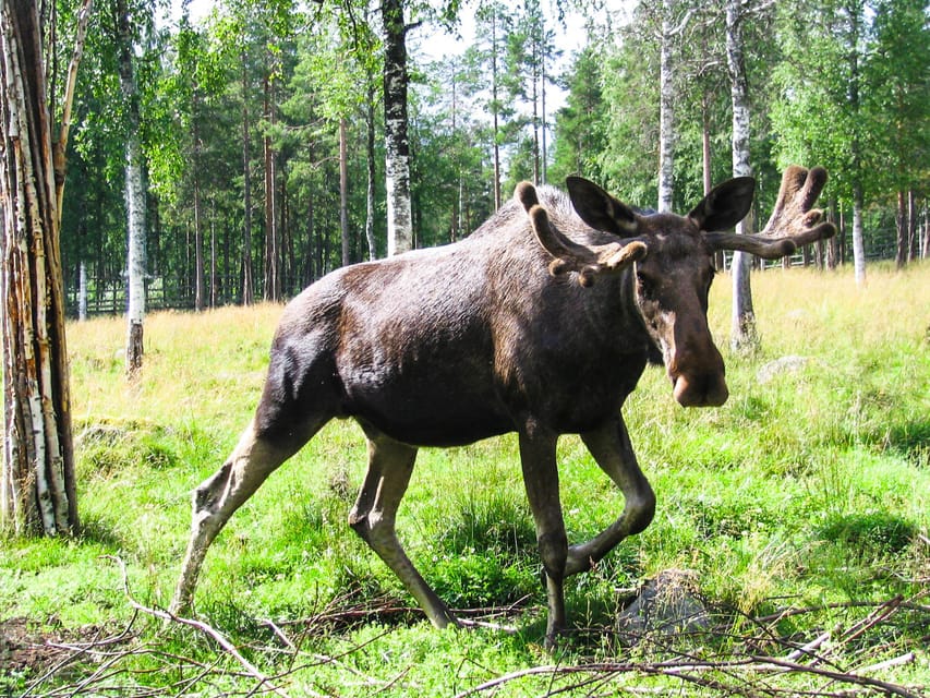 From Rovaniemi: Tour to Ranua Wildlife Park - Skip-the-line entry and what it changes inside Ranua