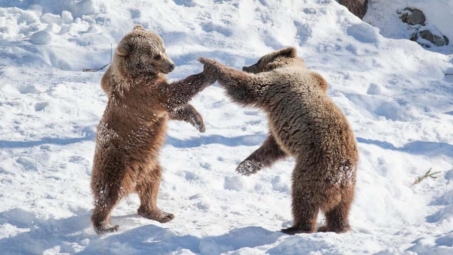 From Rovaniemi: Visit Wildlife Park in Ranua - Quick reality check: Ranua Wildlife Park from Rovaniemi in about 5 hours